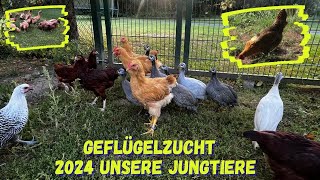 Geflügelzucht  unsere Nachzucht 2024  Ausstellungtiere [upl. by Berey314]