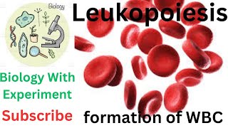 Leukopoiesis  Granulopoiesis  Lymphopoiesis  WBC  Formation of white blood cells  Hematology 🔥🔥 [upl. by Nodrog536]