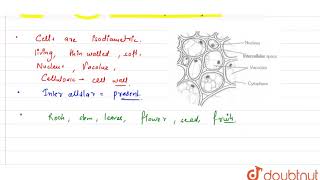 Give two characteristic features of parenchymatous cells [upl. by Iahc]