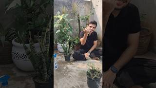 Grow free indoor snake plant  sansiveria by leaf cutting with results🌿 shorts viral gardening [upl. by Mannes427]