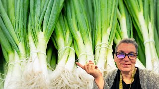 Planting Bunching Onions AKA Scallions for Fall and Winter Harvest [upl. by Horter]