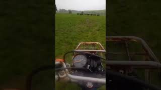 Farming Yamaha Ag 200 ag200 farming cows [upl. by Brawley]