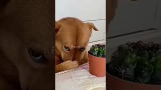 Funny dog reaction2 😍 🤣😁funny dog shorts puppybarkingsound black Satyazlittleworld786 [upl. by Amandy]