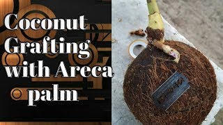 How To Graft Coconut Plant With Areca Palm Hybrid Coconut Variety [upl. by Incrocci586]