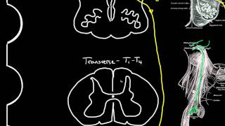 autonomic motor innervation of the heart [upl. by Kanal]