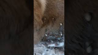 mANGO wORM rEMOVAL FROM A sTARVING sTRAY pUPPYS eNTIRE bODY [upl. by Halyhs]