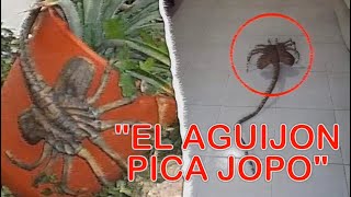 EL AGUIJÓN PICA JOPO EXTRAÑO ANIMAL QUE SALIO DE LA TIERRA EN YUCATAN [upl. by Elephus]