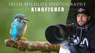 Kingfisher  Irish Wildlife Photography Bird Photography with Nikon Z6 II [upl. by Leuqer455]