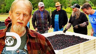 Mark amp Digger Turn TONS Of Grapes Into Brandy Moonshine  Moonshiners [upl. by Giorgi]