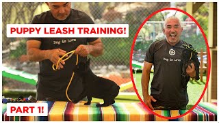 How To Leash Train Your Puppy Dog Tips [upl. by Arrol]