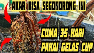 CARA MEMBUAT AKAR GONDRONG CUMA PAKAI GELAS CUP BEKAS‼️🍇 [upl. by Nomelif]