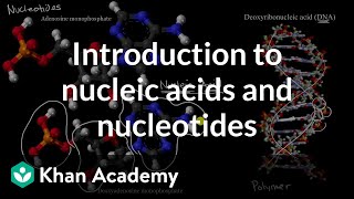 Introduction to nucleic acids and nucleotides  High school biology  Khan Academy [upl. by Wolfgang]