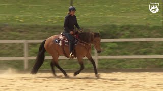 Loesdau Lessons Grundlagen der Reitpferdeausbildung mit Ute Holm Teil 6 Galopphilfe beim Reiten [upl. by Giarla]