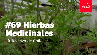 69 Hierbas medicinales  Atlas Vivo de Chile [upl. by Elagibba]