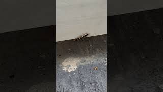 Energetic and Active Millipede shortvideo nature animal thousandfeet chinesegarden arthropoda [upl. by Assenal808]