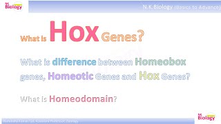 Hox Gene Homeobox genes Homeotic Genes and Hox Genes hox genetics embryonicdevelopment [upl. by Nadaha132]