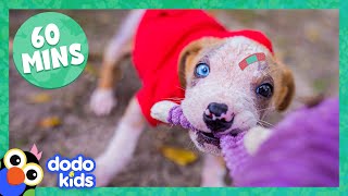 60 Minutes Of Fearless and Fuzzy Animals  Animal Videos  Dodo Kids [upl. by Forrer]