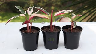 How to Propagate Calathea Triostar Plant [upl. by Ardnoyek914]