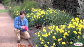 Garden Tutorial Planting Direct Seeding Annuals [upl. by Rickart]