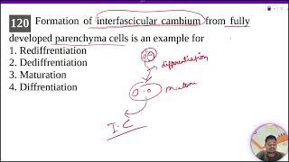 Formation of interfascicular cambium from fully developed parenchyma cells is an example for [upl. by Dorlisa247]