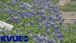 Bluebonnets blooming early in Central Texas  KVUE [upl. by Gilboa]