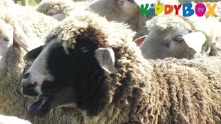 Bauernhof Tiere  Schafe  Sheep  KIDDYBOXTV [upl. by Idnis]