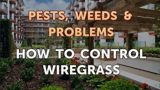 How to Control Wiregrass [upl. by Yeldarb109]