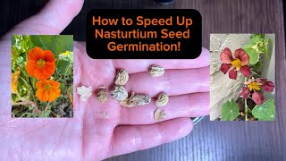 How to Speed Up Nasturtium Seed Germination  Scarification Methods [upl. by Delora]