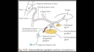 Submandibular ganglion [upl. by Light941]