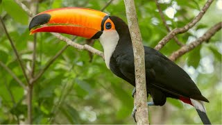 Tucano Cantando na Natureza [upl. by Hermine838]