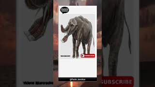 Five facts about Gomphotheres shorts viral elephant [upl. by Gery]