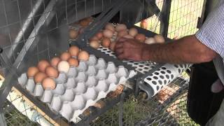 Farmer Browns Pastured Eggs Dunedoo NSW [upl. by Cinda]