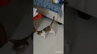 Ghore ke elo🐱shortvideos minivlog ytshorts youtubeshorts vlog dailyvlog [upl. by Trici882]