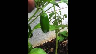 Simple Way Of Harvesting Jalapeño Peppers [upl. by Mauceri]