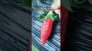 Strawberries Radishes and Cherries A Feast of Natural Beauty trending fruit farming garden [upl. by Flo]