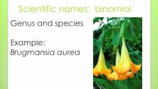 Plant Scientific Names [upl. by Gonzales809]