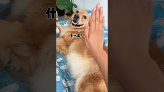 The dog is disgusted Haha The daily life of a silly dog Funny video of a cute golden retrieve [upl. by Kliber]