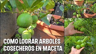 Técnica para lograr frutales cosecheros en MACETA [upl. by Schrader]