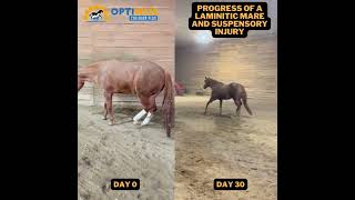 Laminitis in horses Supplement for laminitis Suspensory injury horses [upl. by Enoch595]