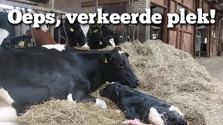 Koe kalft onderweg  af  Boer Gerrit vlogt [upl. by Reddin]