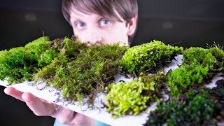 Collecting amp Identifying Moss [upl. by Keele]