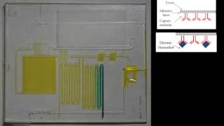 Capillary Driven Microfluidic Circuit for performing one Step Immunoassay [upl. by Oedama584]