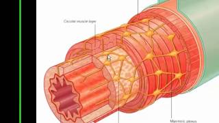 Histologia do Tubo Digestório [upl. by Dwight]