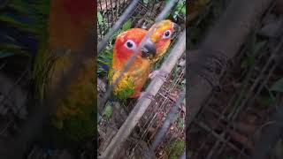 4 month sun conure 2 red 1 normal for 20k [upl. by Nosak]