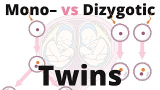 Difference between Monozygotic and Dizygotic Twins [upl. by Stefanie]