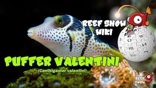 Reef Show Wiki Puffer Valentini [upl. by Cohla]