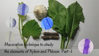 Maceration Technique to Study the Elements of Xylem amp Phloem Part1 [upl. by Aidole]