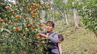 Single mom mother and son went to pick tangerines from the forest to sell for money [upl. by Samaria]