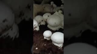 new mushroom plant AC installation 😯😱 viral youtube shot video best [upl. by Siloa]