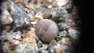 Lithops dorotheae First True Leaves [upl. by Melodie]